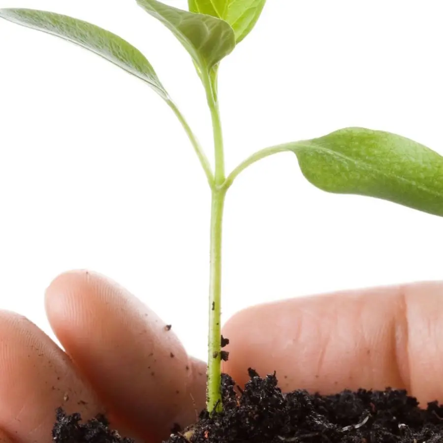 Terra para cultivo e desenvolvimento de plantas